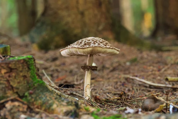 Wilde paddenstoel — Stockfoto