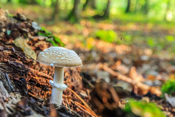 Wild Mushroom — Stock Photo, Image