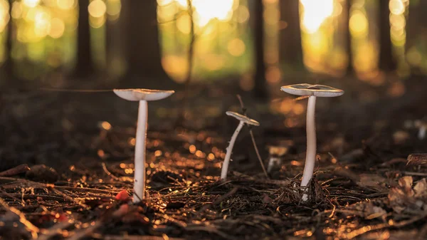 Wild Mushroom — Stock Photo, Image