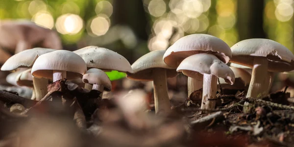 Wild Mushroom — Stock Photo, Image