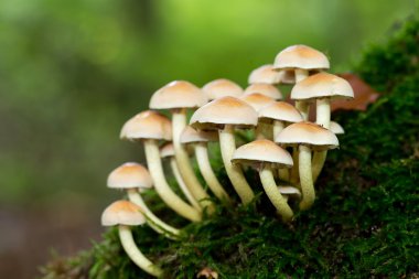 vahşi forrest mantar