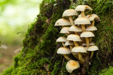 vahşi forrest mantar