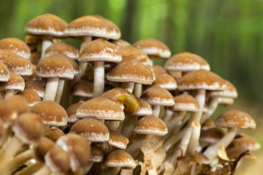 vahşi forrest mantar