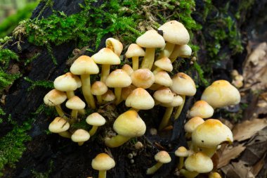 vahşi forrest mantar