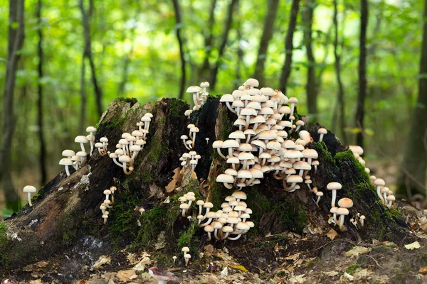 야생 포레스트 버섯 — 스톡 사진