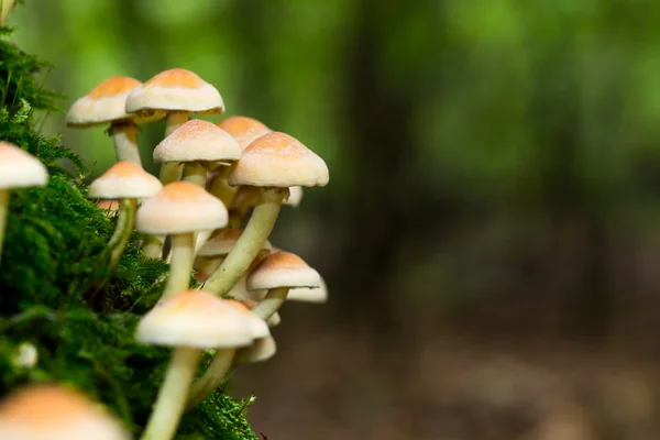 阿甘的野生蘑菇 — 图库照片