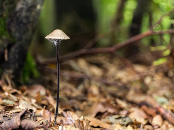 Vilda forrest svamp — Stockfoto