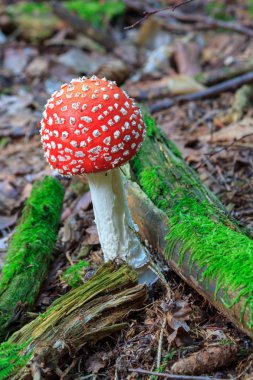 vahşi forrest mantar