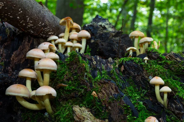 야생 포레스트 버섯 — 스톡 사진