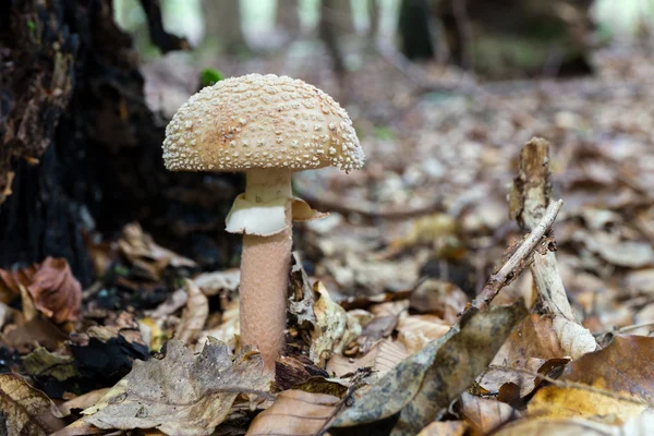 Cogumelo selvagem forrest — Fotografia de Stock