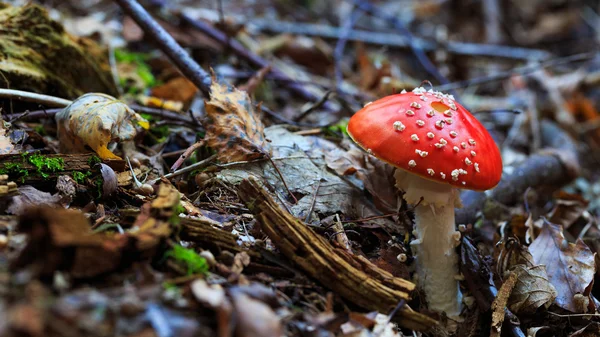 Dziki grzyb forrest — Zdjęcie stockowe