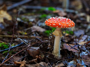 vahşi forrest mantar