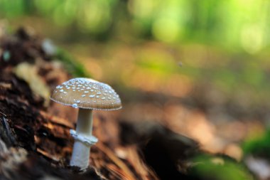 vahşi forrest mantar