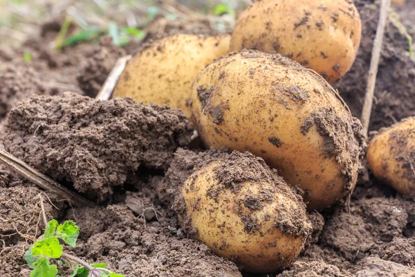 Potatoe Harvest — Stock Photo, Image