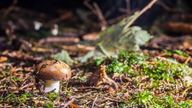 vahşi forrest mantar