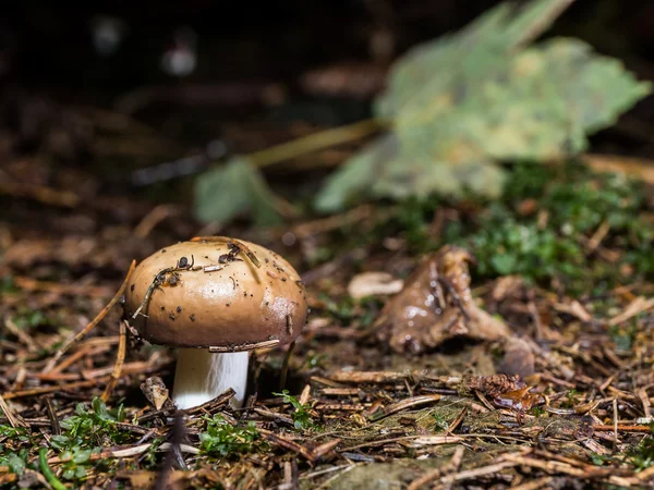 Vilda forrest svamp — Stockfoto