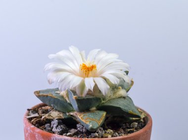 Ariocarpus