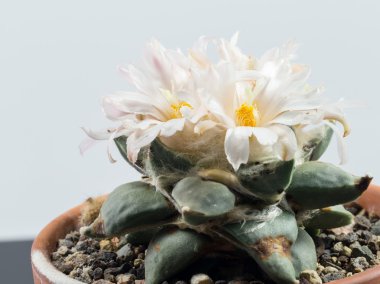 Ariocarpus