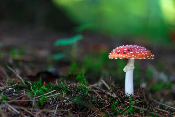 Luonnonvaraiset metsät Toadstool — kuvapankkivalokuva