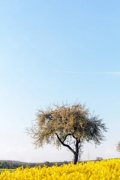 Primavera Canola — Fotografia de Stock