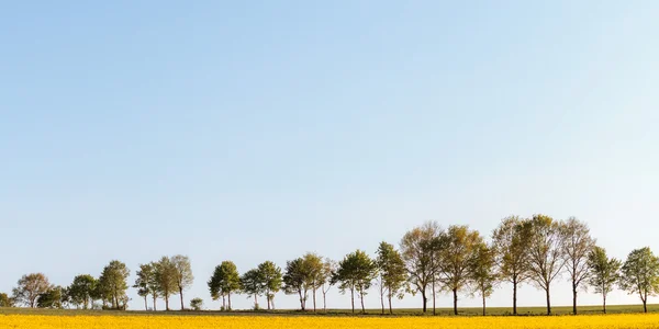 Primavera Canola — Fotografia de Stock