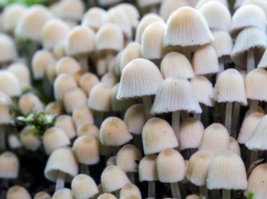 vahşi forrest mantar