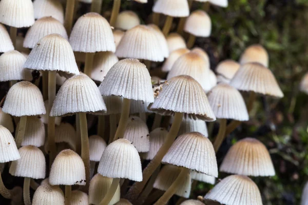 Wild forrest mushroom — Stock Photo, Image