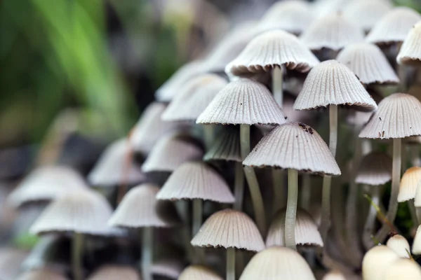 Wild forrest mushroom — Stock Photo, Image