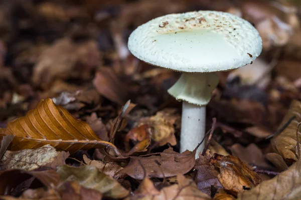 Vilda forrest svamp — Stockfoto