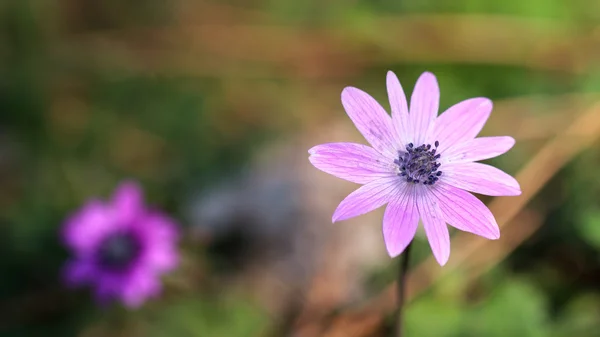 Fiore viola primavera — Foto Stock