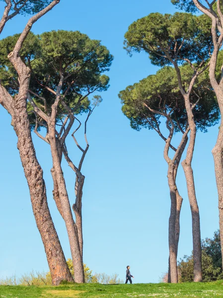 ローマの松の木 — ストック写真