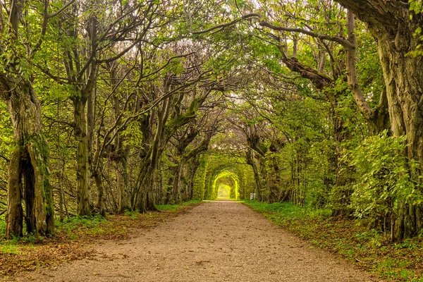 Autumn Alley — Stockfoto