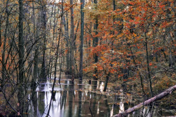Enchanté automne Forrest — Photo