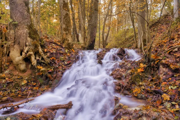 Verzauberter Herbstwald — Stockfoto