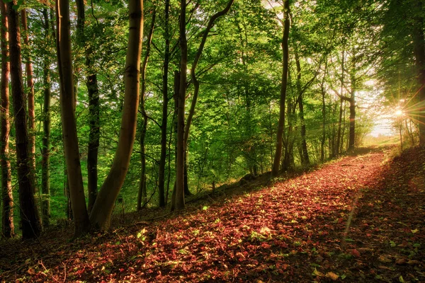 Büyülü sonbahar Forrest — Stok fotoğraf