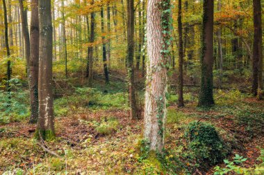 Büyülü sonbahar Bavyera Forrest