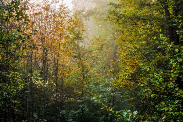 Μαγεμένο φθινόπωρο βαυαρικό Forrest — Φωτογραφία Αρχείου