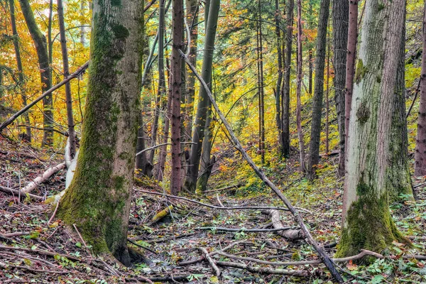 Enchanted Autumn Forrest — Stock Photo, Image