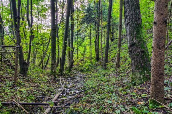 Förtrollade hösten Forrest — Stockfoto