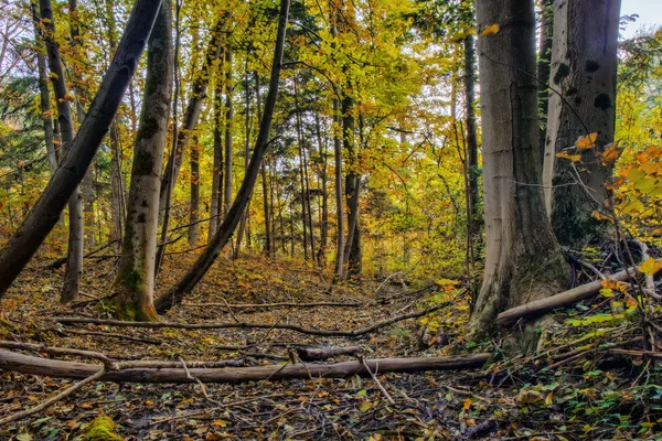 Encantado Outono Forrest — Fotografia de Stock