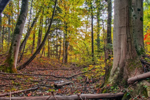 Forrest. őszi elvarázsolt. — Stock Fotó