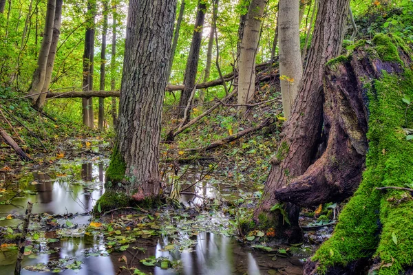 Bosque de otoño encantado —  Fotos de Stock