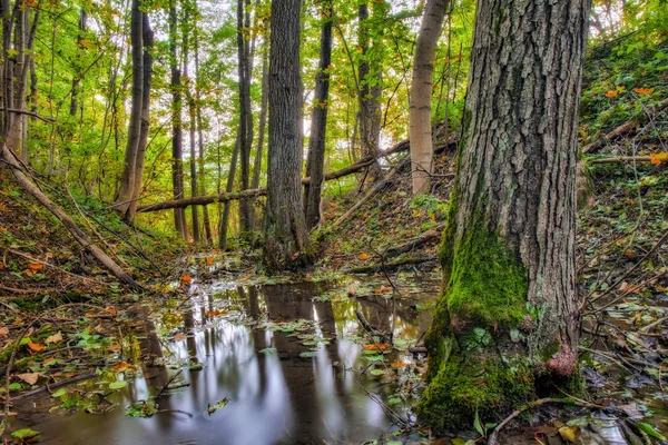 Bosque de otoño encantado —  Fotos de Stock