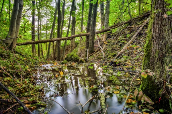 Зачарований Форрест осінь — стокове фото