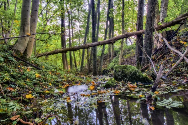 魅惑の秋・ フォレスト — ストック写真