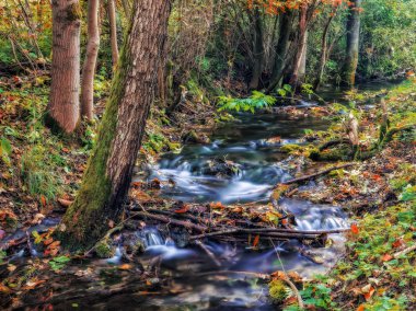Büyülü sonbahar Forrest Creek
