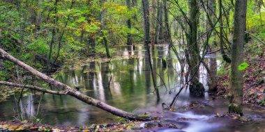 Büyülü sonbahar Forrest
