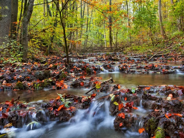 Idyllic Autumn Forrest — Stock Photo, Image