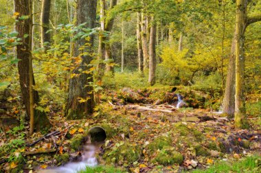 Pastoral sonbahar Forrest