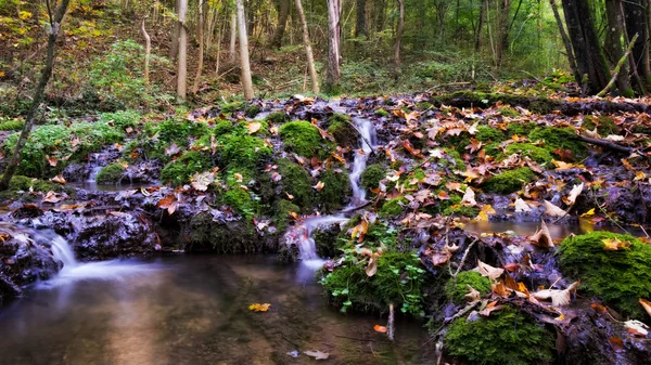 Idylické podzim Forrest — Stock fotografie